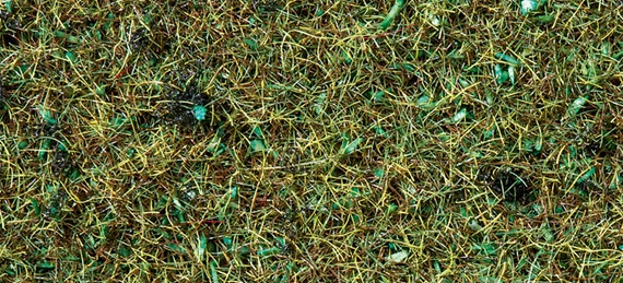 Herbes 2.5 mm - Sol de forêt