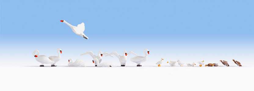 Cygnes et canards
